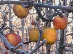 Apples in frost at Castle Fruit Farm by Pat Strauss