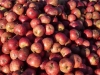 dragonorchard-apples