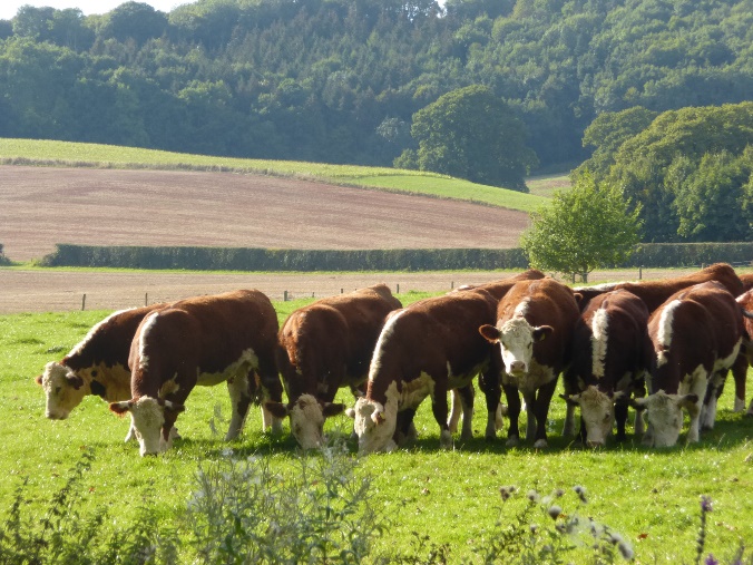 Grass-fed cattle at Lower Hope, Ullingwick