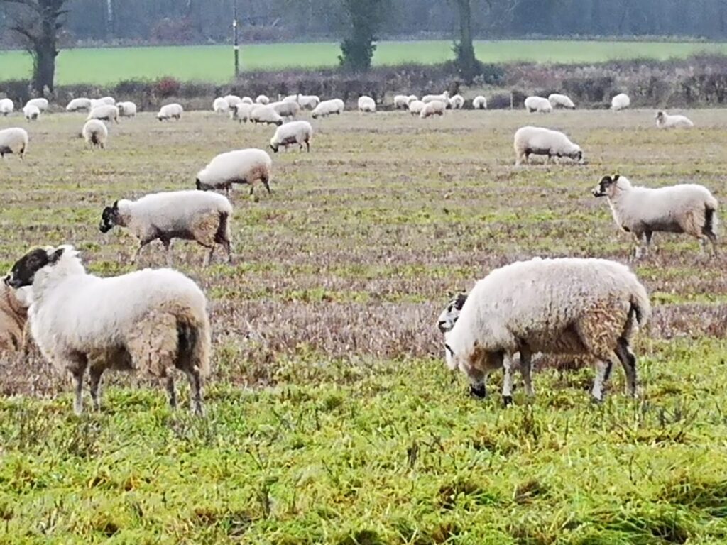 Sheep grazing in a fallow field