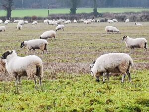 Sheep grazing in a fallow field