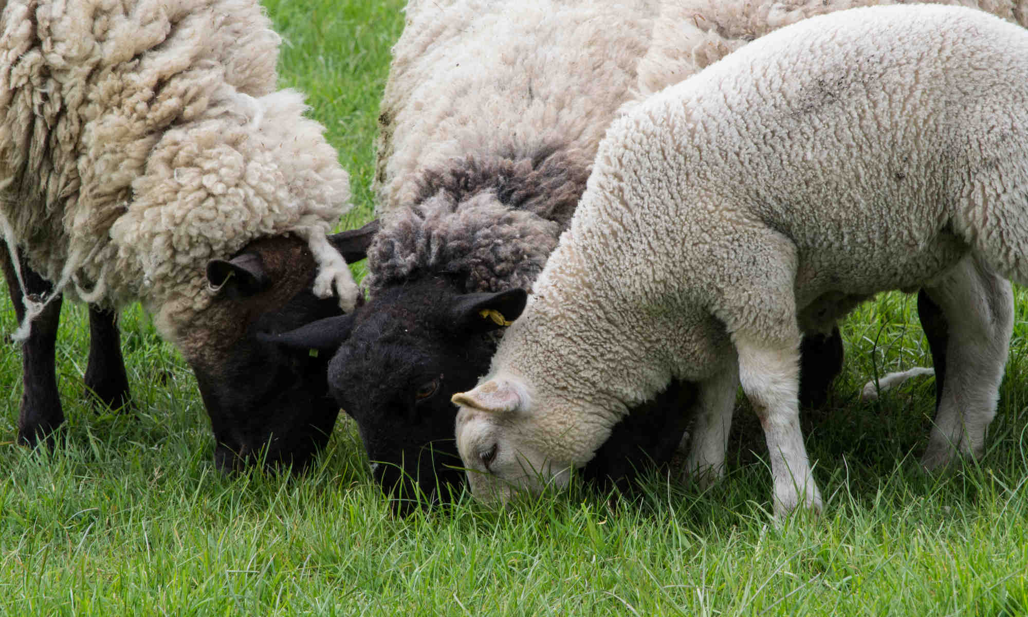 Sheep and Lamb in field: Ed Mustafic