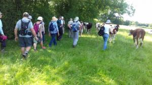 Walking through the Holstein Friesian heifers